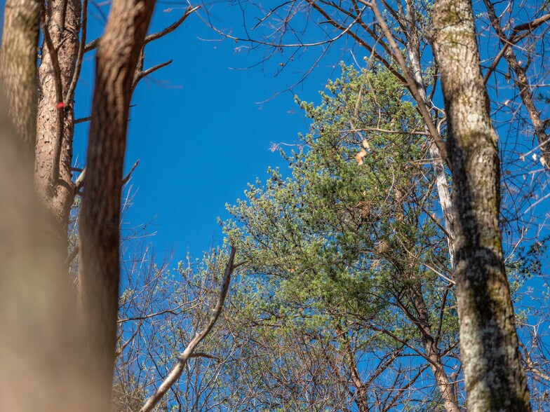 More Photos Of 00 Pittman Rd, Landrum Land For Sale