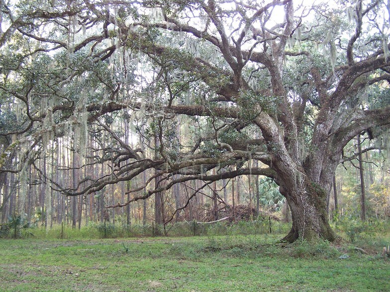 Primary Photo Of Powell Rd, Brooksville Land For Sale