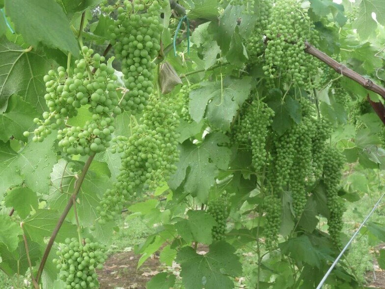 More Photos Of 665 N Hulett Rd, Villa Rica Winery Vineyard For Sale
