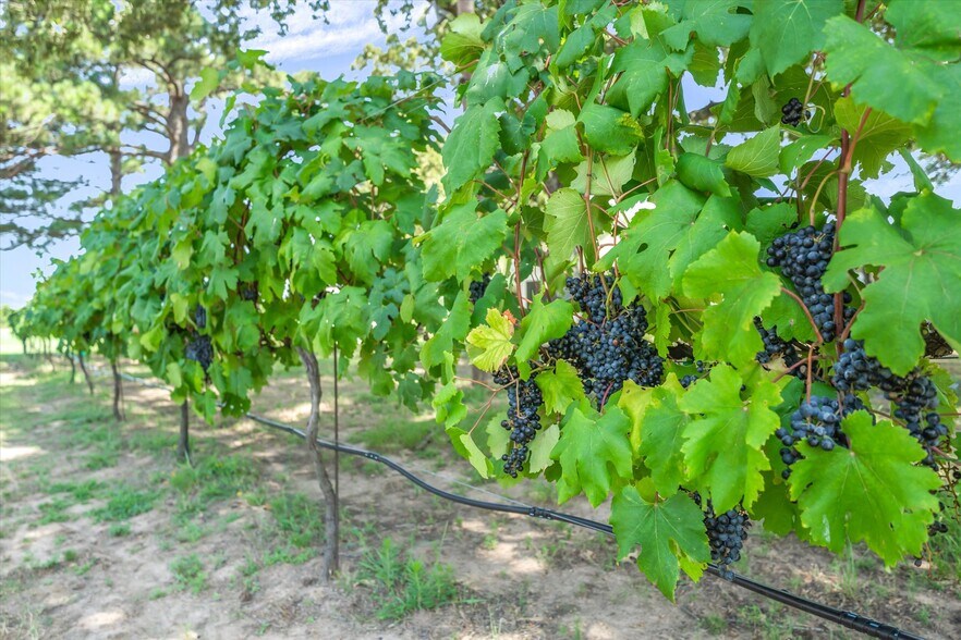 More Photos Of 5518 State Highway 198, Canton Winery Vineyard For Sale
