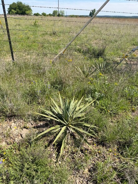 More Photos Of TBD County Road 2376, Walnut Springs Land For Sale