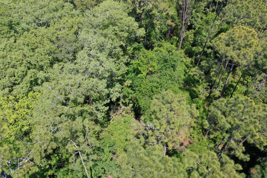 More Photos Of 638 Walnut St, Welaka Land For Sale