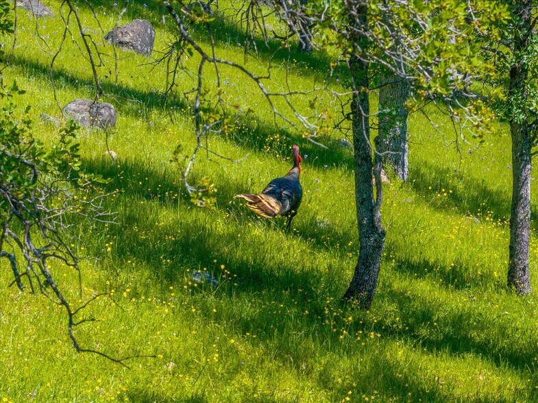 More Photos Of 26602 Snider Ranch Road, Oak Run Land For Sale