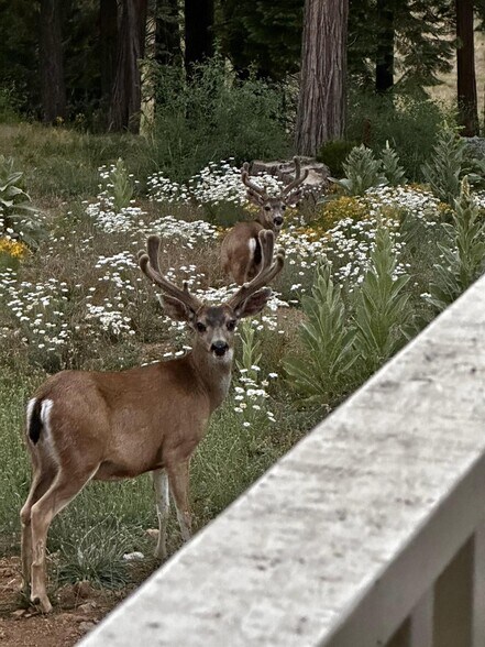 More Photos Of 5110 Sly Park Rd, Pollock Pines Land For Sale