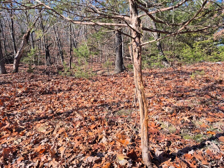 More Photos Of Logan School Rd. (30.2+/- Acres), New Florence Land For Sale