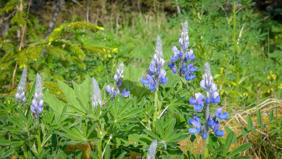 More Photos Of 000 Colt Is, Juneau Land For Sale