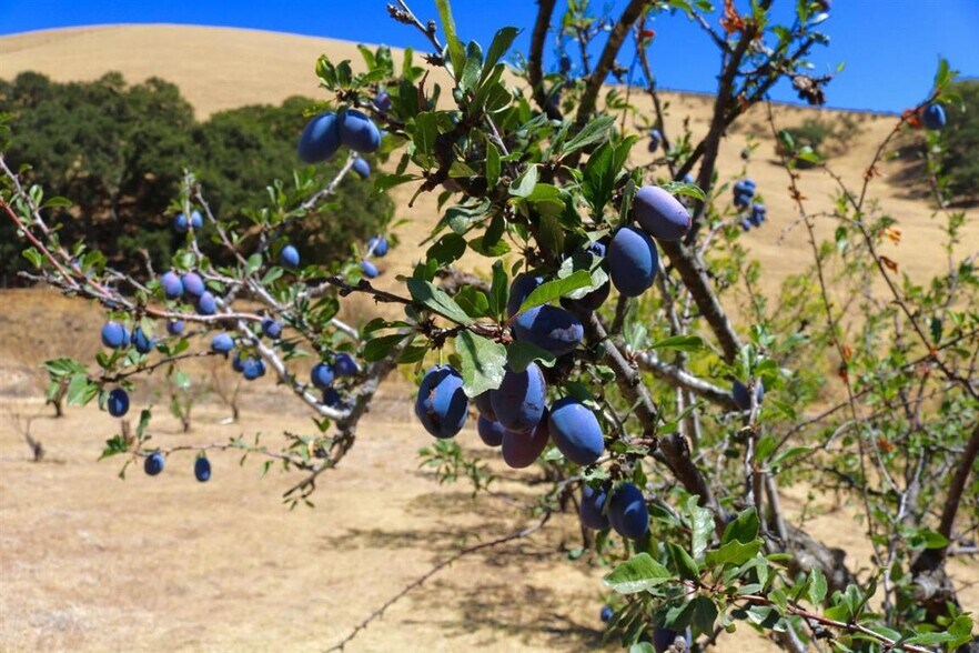 More Photos Of 32800 Johnson Canyon Rd, Gonzales Land For Sale