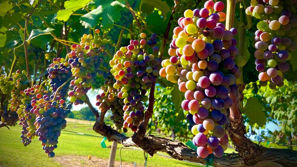More Photos Of 5518 State Highway 198, Canton Winery Vineyard For Sale