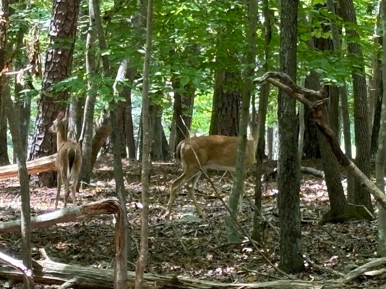 More Photos Of 1525 Tallyho Trl, Chapel Hill Land For Sale