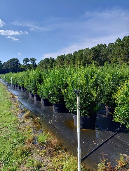 More Photos Of 224 Co Rd 096, Jasper Land For Sale