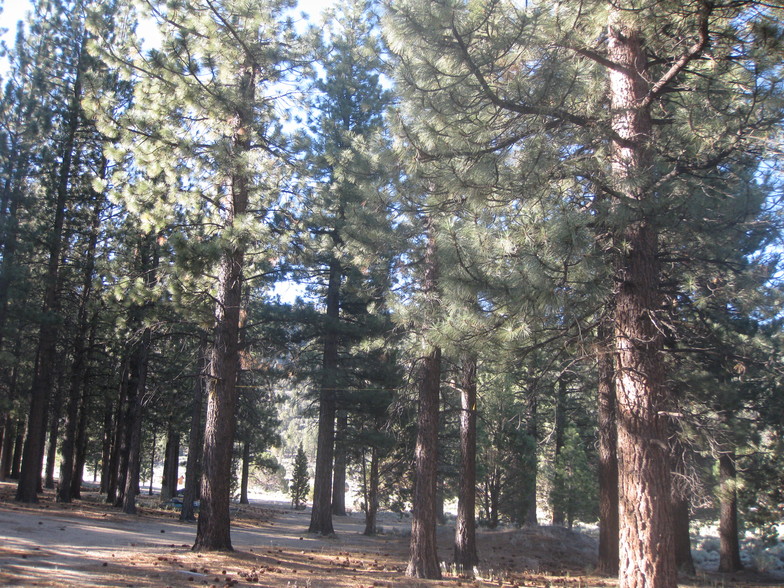 Primary Photo Of 2818 Erwin Ranch Rd, Big Bear City Land For Sale