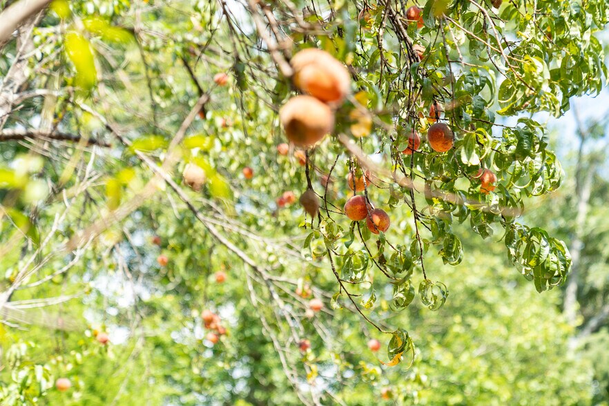 More Photos Of 9975 Ball Ground Hwy, Ball Ground General Retail For Sale