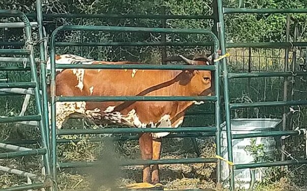 More Photos Of 228 Apache Loop, Cherokee Land For Sale