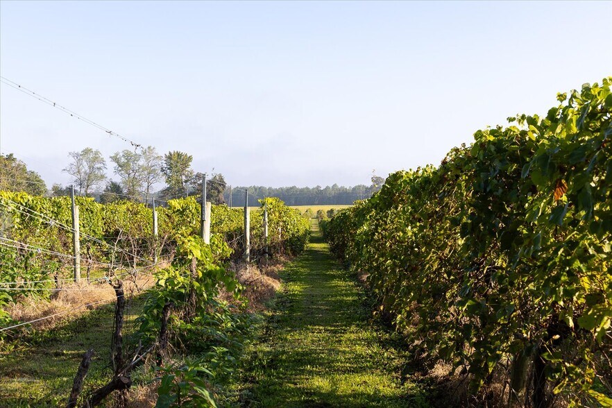 More Photos Of 667 Hustle Rd, Hustle Winery Vineyard For Sale