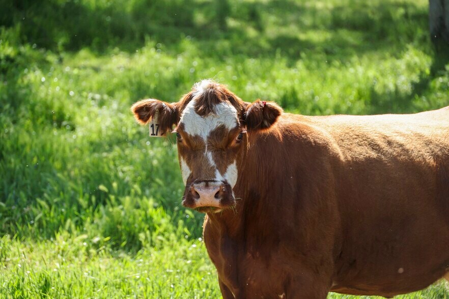 More Photos Of Dry Creek Drive, Badger Land For Sale