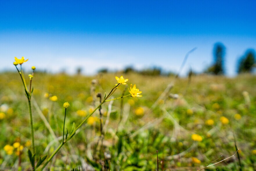 More Photos Of 3510 Deer Lake Park Road, Julian, CA 92036, USA -1, Julian Land For Sale
