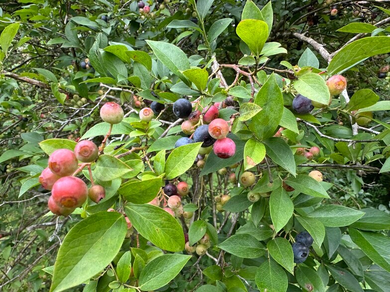 More Photos Of 7312 Highway 60, Georgetown Land For Sale