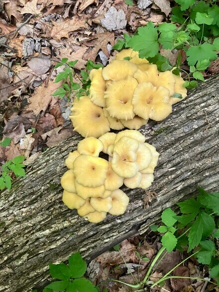 More Photos Of N3739 Bear Pen Rd, Arkansaw Land For Sale