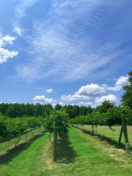 More Photos Of 1650 Dusty Rd, Newberry Winery Vineyard For Sale