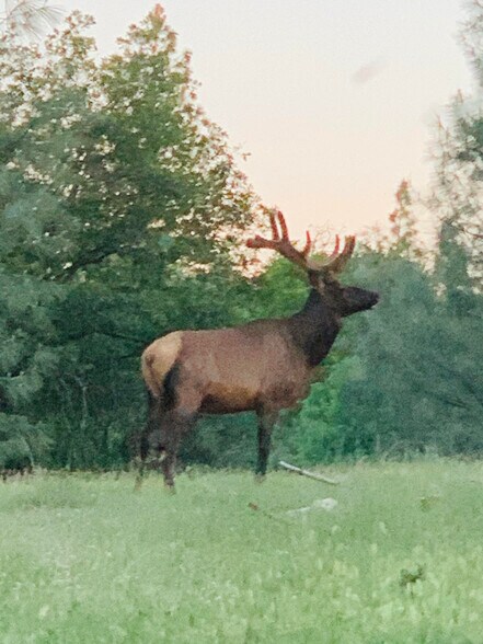 More Photos Of 14388 Fern Rd, Whitmore Land For Sale