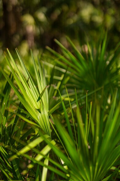 More Photos Of SW Addison #A ave, Arcadia Land For Sale