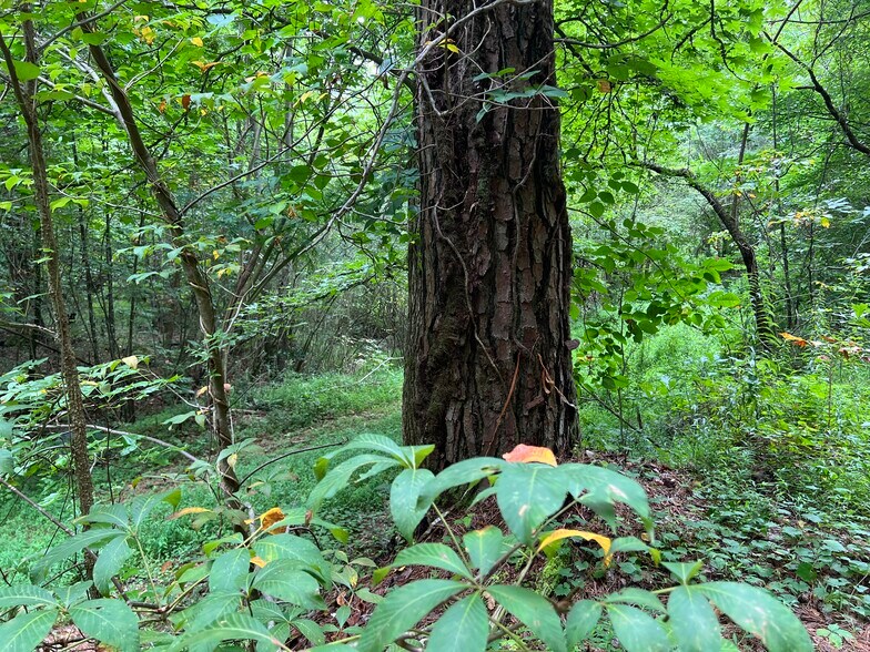 More Photos Of Pinyan, Ranger Land For Sale