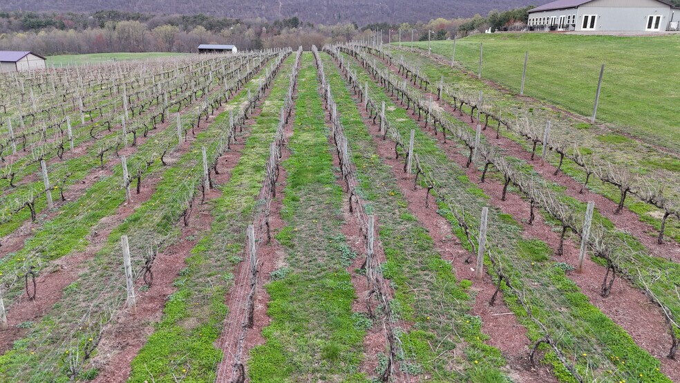 More Photos Of 596 Harman Rd, Halifax Winery Vineyard For Sale