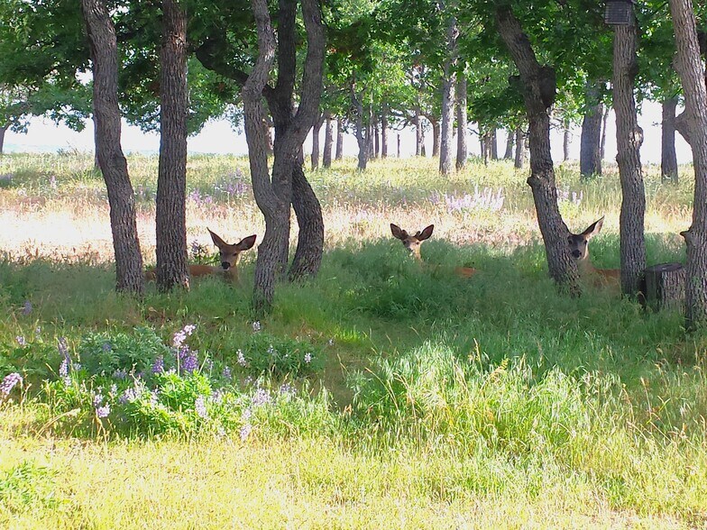 More Photos Of 94 Big Springs Rd, Goldendale Land For Sale