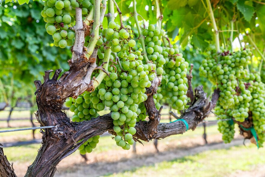 More Photos Of 27058 Mount Pleasant Rd, Columbus Winery Vineyard For Sale