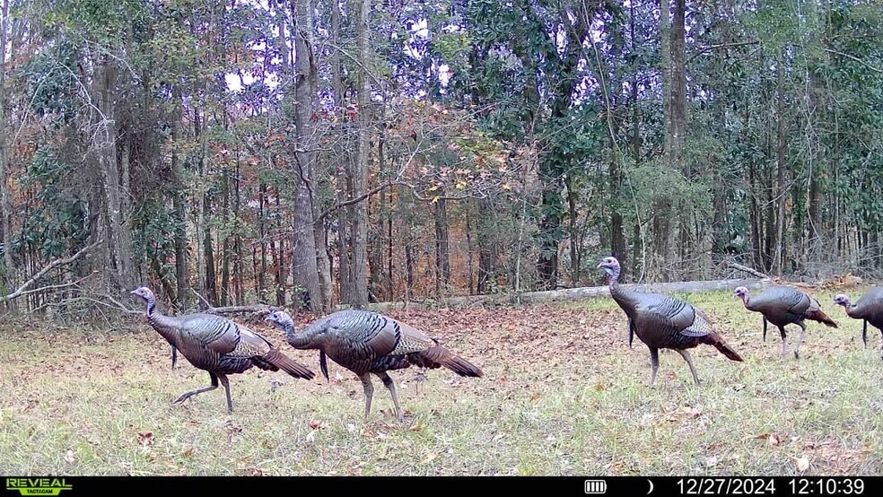 More Photos Of 4433 Pat Thomas Pky, Quincy Land For Sale