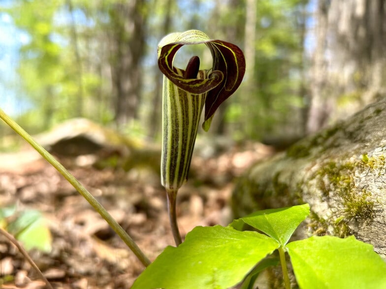 More Photos Of 1 Snow Hill Rd, Parksville Land For Sale