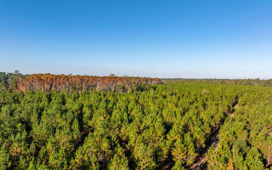 More Photos Of CR 137, Wellborn Land For Sale