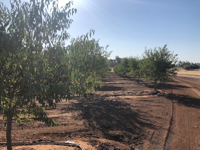 More Photos Of 86.5 +- ac Organic Almonds Shaw Avenue Clovis Ca, Clovis Land For Sale