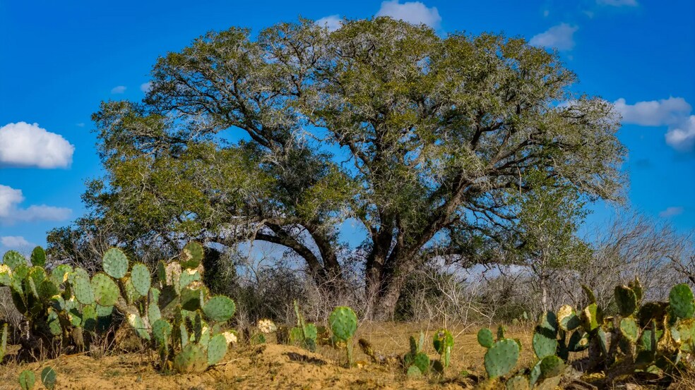 More Photos Of Texas 97, Cost Land For Sale