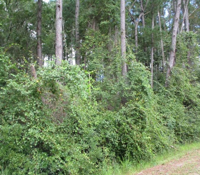 More Photos Of 503 N Mill St, Nicholls Land For Sale