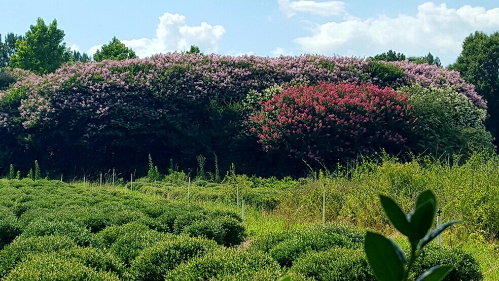 More Photos Of 224 Co Rd 096, Jasper Land For Sale