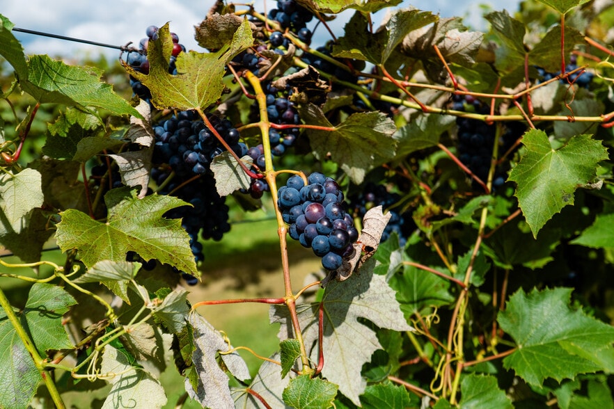 More Photos Of 8520 Gass Lake Rd, Newton Winery Vineyard For Sale