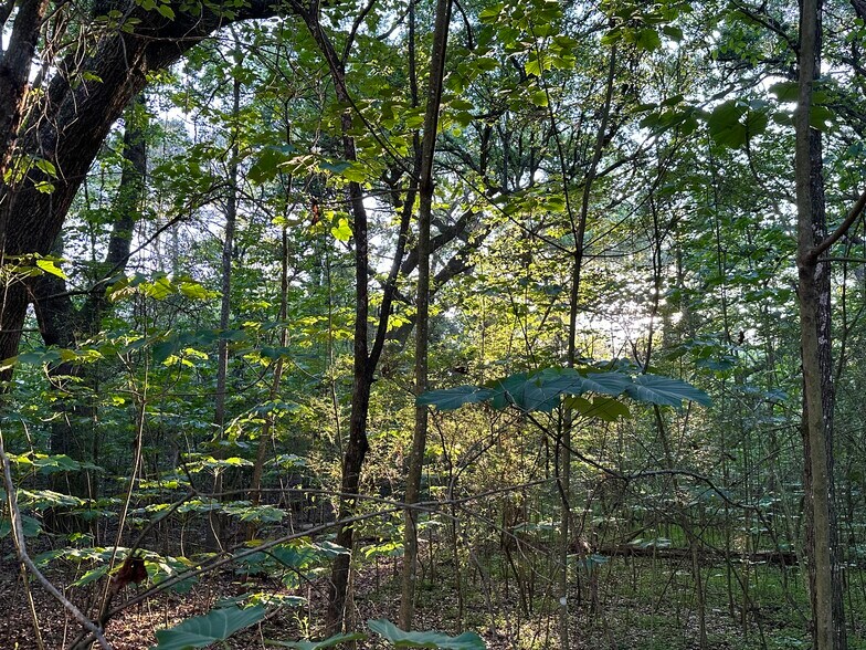 More Photos Of 0 Wilmer, Wilmer Land For Sale