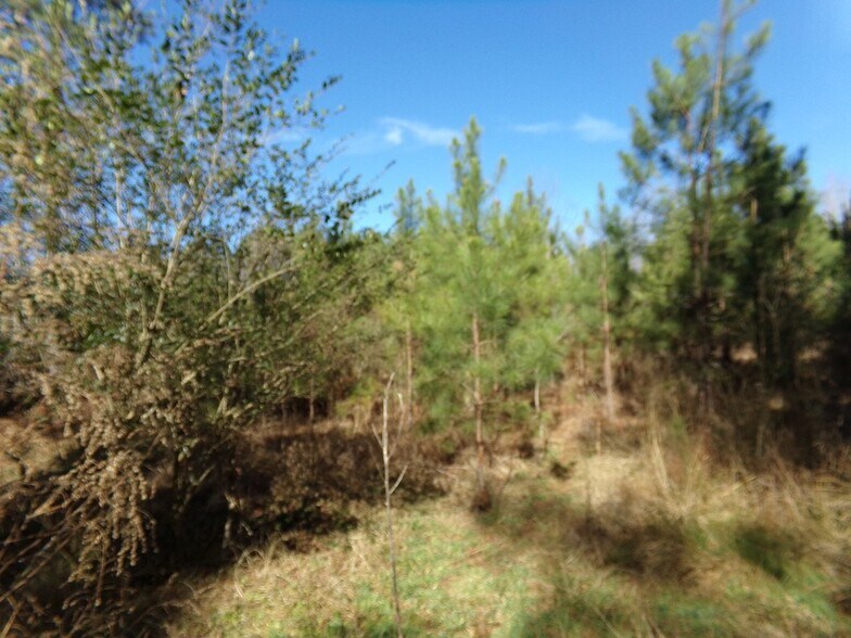 More Photos Of 41 ACRES Hwy 55 Hwy, Clover Land For Sale