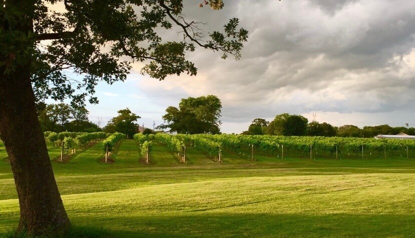 More Photos Of 5518 State Highway 198, Canton Winery Vineyard For Sale