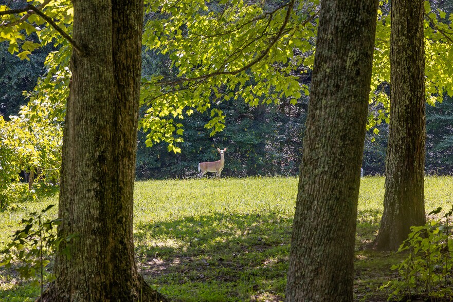 More Photos Of 340 Willow Creek Dr, Blue Ridge Hotel For Sale