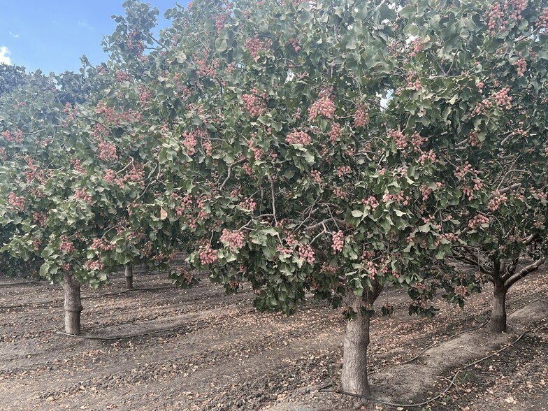 More Photos Of +/-154 Acre Pistachio Orchard - Idaho ave, Hanford Land For Sale