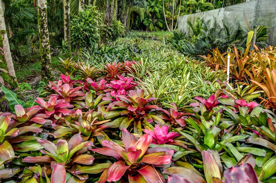 More Photos Of 27-2760 Hawaii Belt Rd, Pepeekeo Land For Sale