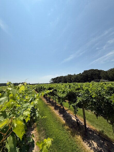 More Photos Of 221 N Delsea Dr, Cape May Court House Winery Vineyard For Sale