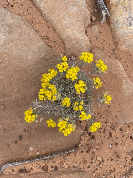 More Photos Of 000 Bell Cow Rd Aka Rock Art Ranch Rd, Winslow Land For Sale