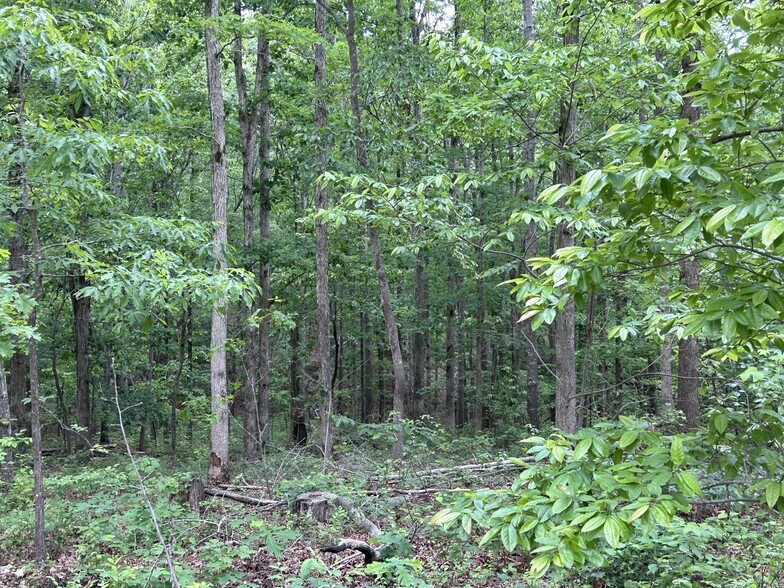 More Photos Of 3176 Summertown Hwy, Summertown Land For Sale