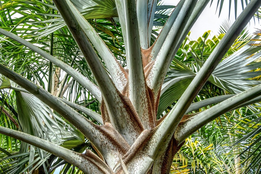 More Photos Of 27-2760 Hawaii Belt Rd, Pepeekeo Land For Sale