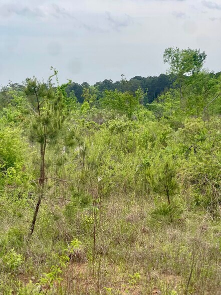 More Photos Of TBD County Road 336, Tyler Land For Sale