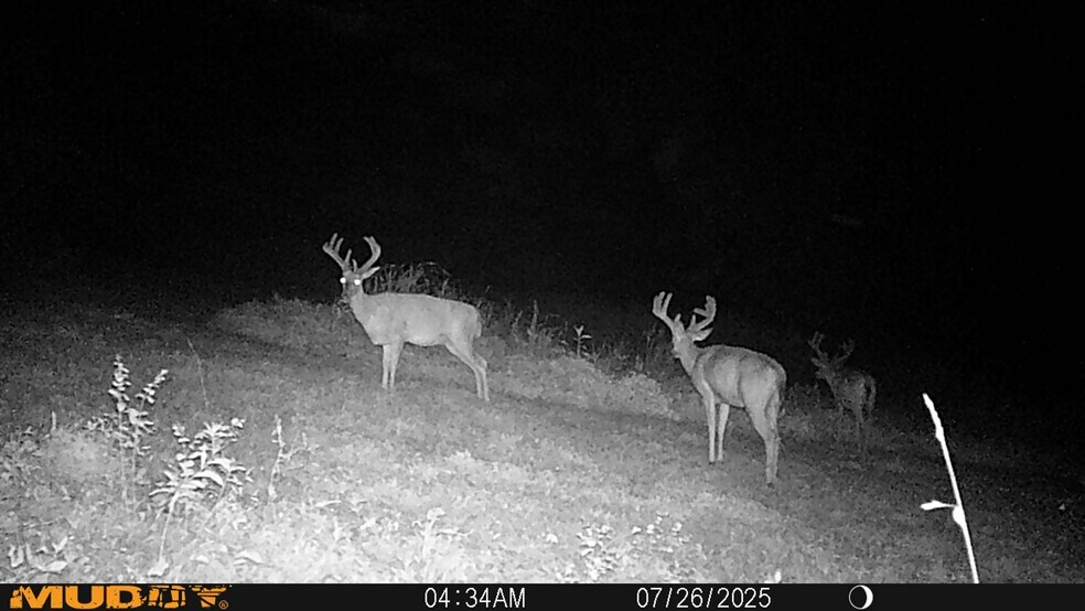 More Photos Of 17796 Dry Branch loop, Northport Land For Sale