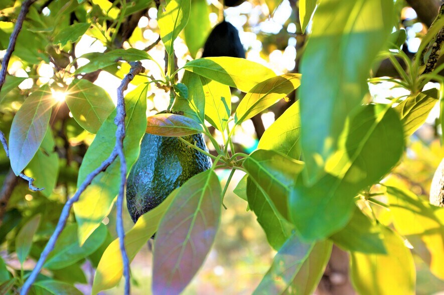 More Photos Of 6036 Rainbow Heights Rd, Fallbrook Land For Sale